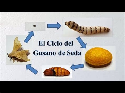 Ciclo de vida del gusano todo sobre él