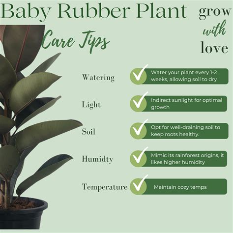 home depot rubber tree,Rubber tree plant home depot,rubber plant,ficus ...