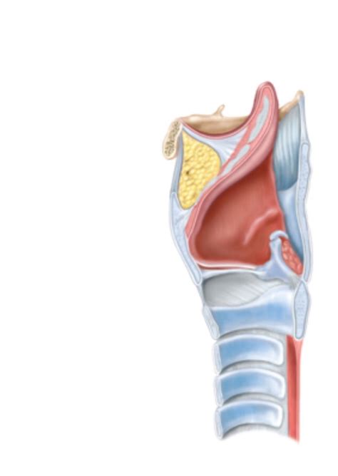 Anatomy Of The Larynx Lateral View Pt 2 Diagram Quizlet