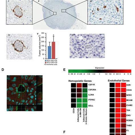 Functional Characterization Of Adherent Cells In MH CM Culture A Left