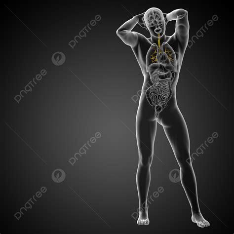 3d Medical Illustration Of The Male Bronchi Lobes Brounchus Physiology