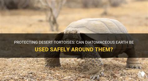 Protecting Desert Tortoises Can Diatomaceous Earth Be Used Safely