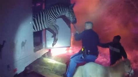 Dramatic bodycam video shows police rescue circus animals from truck on fire | US News | Sky News