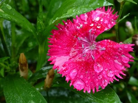 Madrona Manor flower in the rain | Wine country california, Sonoma wine ...