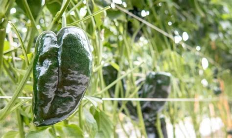 When To Harvest Poblano Peppers The Garden Bug Detroit