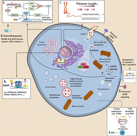 Cellular Senescence From Mechanisms To Current Biomarkers And