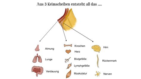 Einmal Im Monat 5 Embryonale Entwicklung Im Mutterleib YouTube