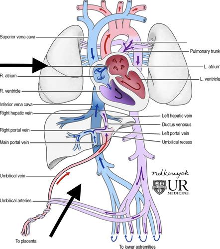 Fetal Development Circulation Flashcards Quizlet