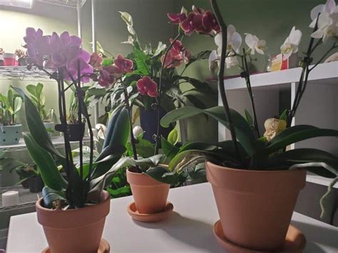 Aerial Roots on Orchids: 7 Important Questions – Orchideria