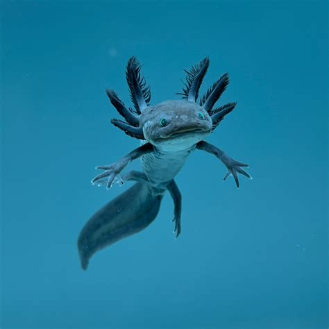 GFP Melanoid Axolotl - Axolotls