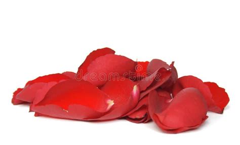 Red Rose Petals Picture. Image: 4339542