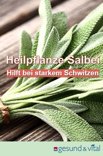 Heilpflanze Salbei Hilft Bei Starkem Schwitzen Heilpflanzen Salbei