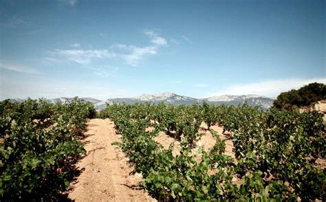 Inicio Bodegas Casa Primicia