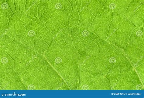 Leaf Veins Close Up Royalty Free Stock Photo - Image: 25852815