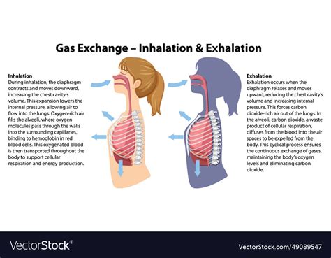 Gas exchange in human anatomy a cartoon Royalty Free Vector