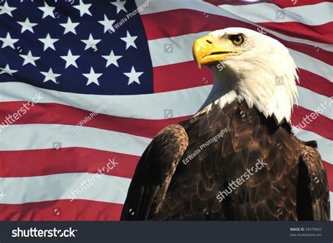 Majestic Bald Eagle And Usa Flag Stock Photo 28379065 Shutterstock