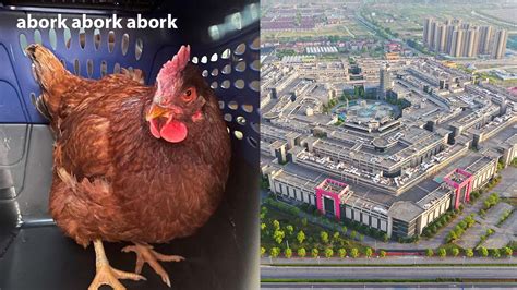 A Chook Legit Tried To Sneak Into The Pentagon