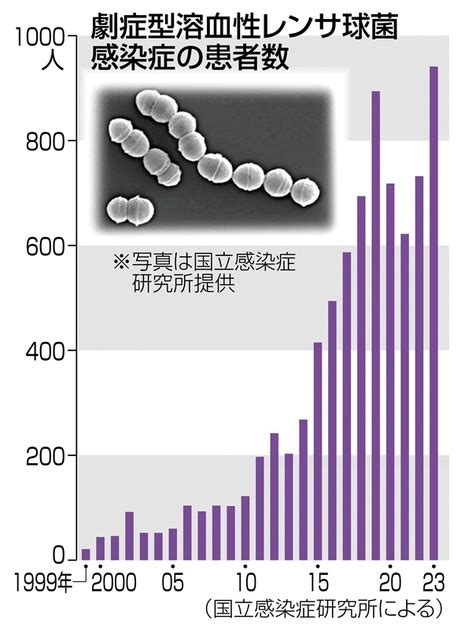 劇症型溶血性レンサ球菌感染症の患者数（写真は国立感染症研究所提供） 「人食いバクテリア」報告過去最多 手足の壊死や多臓器不全どう気を