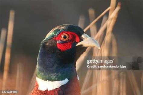 Pheasant Feeding Photos And Premium High Res Pictures Getty Images