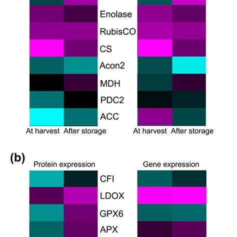 Relative Expression Of Proteins And Genes Involved In The Primary And Download Scientific