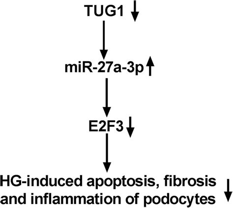 The Mechanism Schematic Model By TUG1 MiR 27a 3p E2F3 Axis In