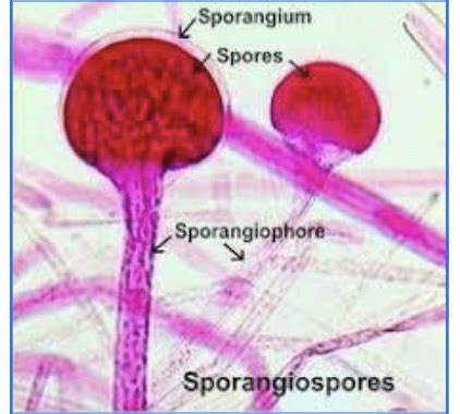 Lab Practical Fungi Flashcards Quizlet