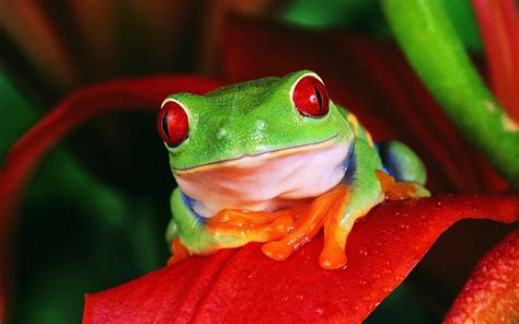 Red Eyed Tree Frog Wallpaper