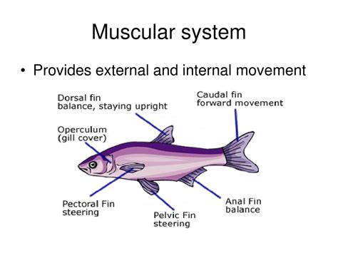 PPT - Fish Anatomy, Physiology and Health PowerPoint Presentation, free download - ID:629827