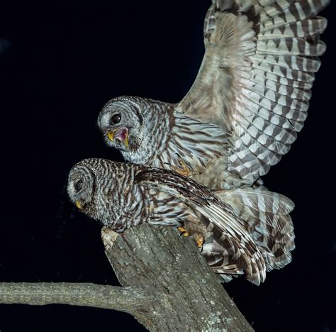 Barred Owls Mating Barred Owl Owl Nature Photography