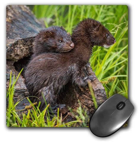 3drose Usa Minnesota Mink Kits In Log Watching For Mother Mouse