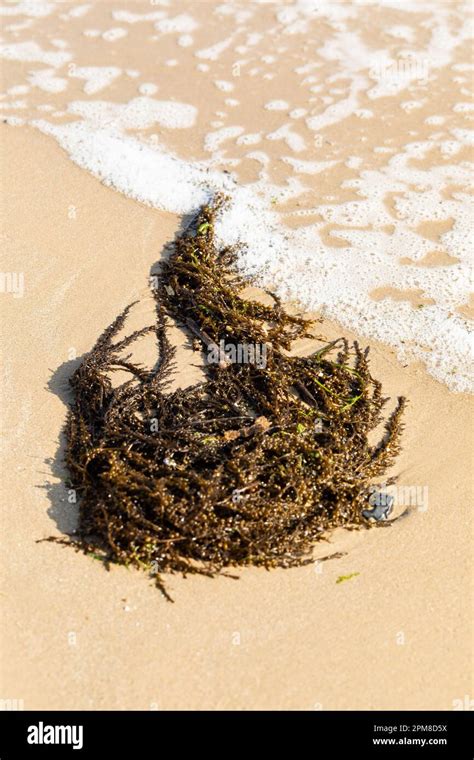 Algas Lavadas En Tierra Fotograf As E Im Genes De Alta Resoluci N Alamy