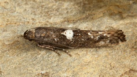 Leek Moth Acrolepiopsis Assectella An Infrequent Visito Flickr