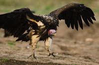 Vulture Adaptations - Birds - South Africa