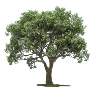 Gran árbol Verde Sobre El Fondo Transparente PNG dibujos árbol Grande