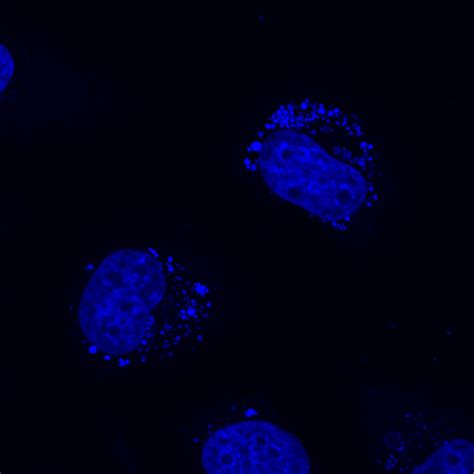 653 questions in Fluorescence Microscopy | Scientific method