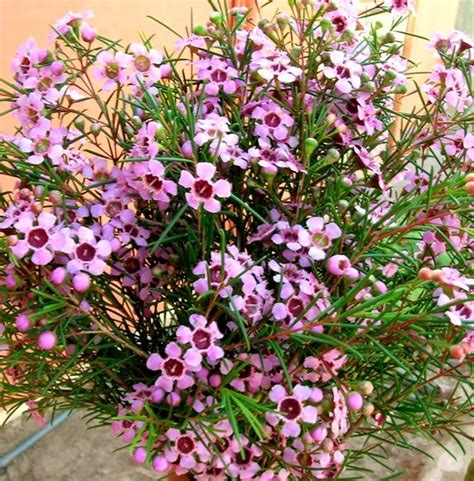 pink waxflower Wax Flowers, Pink Flowers, Pink Flower Arrangements ...