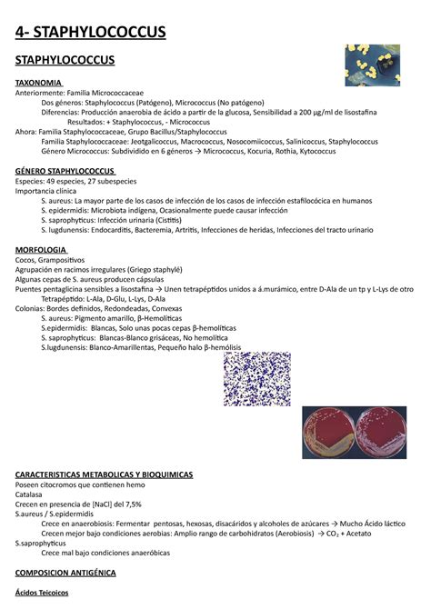 04 Staphylococcus taxonomia genero y morfología 4 STAPHYLOCOCCUS