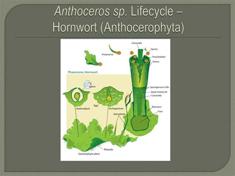 Hornworts Life Cycle