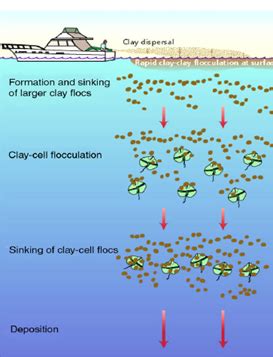 Application Of Clay Flocculation For Removal Of Karenia Brevis Cells