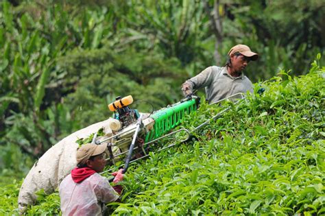 Как собирают чай. | Пикабу