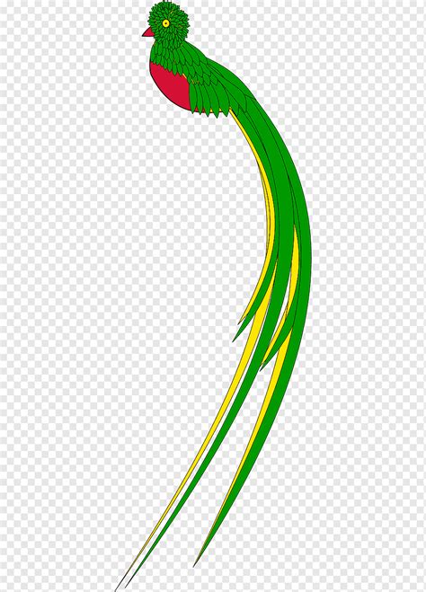 P Jaro Quetzal Resplandeciente Quetzal Guatemalteco Dibujo P Jaro