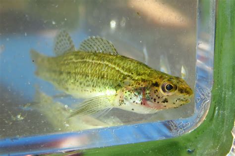 Swamp Darter From Seminole FL USA On October 31 2023 At 12 55 PM By