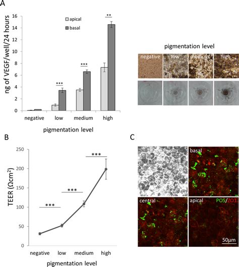 Functional Assessment Of Hipsc Rpe Cell Sheets In Vitro A Elisa Of