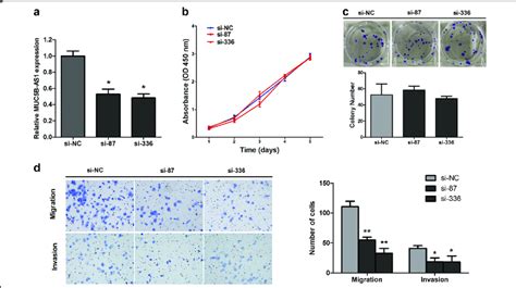 Effects Of MUC5B AS1 Knockdown By SiRNA On Cell Proliferation