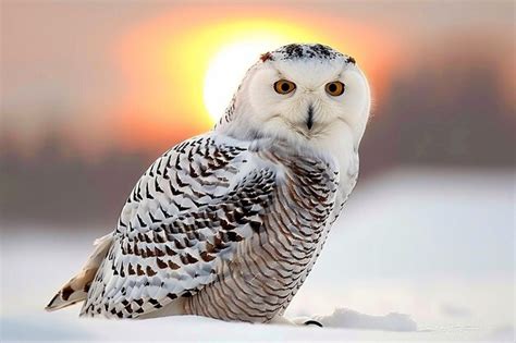 Premium Photo | A snowy owl hunting at dusk