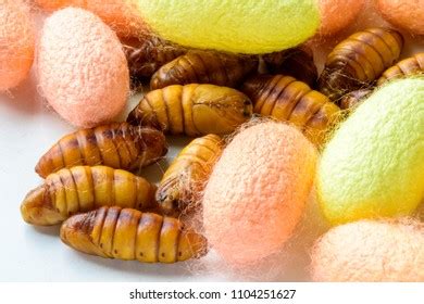 Maw Worm Images Stock Photos Vectors Shutterstock