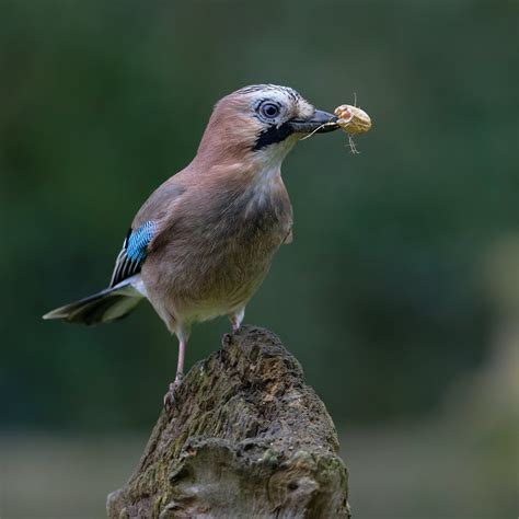 Geai Des Ch Nes Jay C Garrulus Glandarius Il Suff Flickr