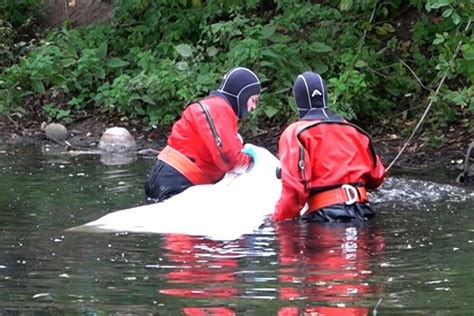 Hamburg Feuerwehr Taucher bergen toten Mann aus Rückhaltebecken