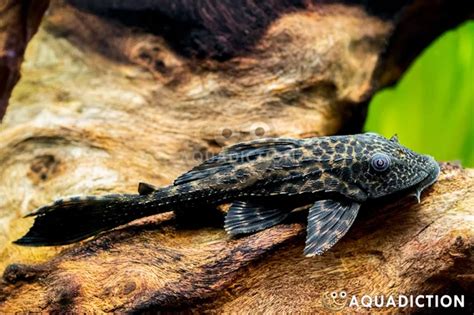 Common Plecostomus - Hypostomus Plecostomus Fish Profile & Care Guide