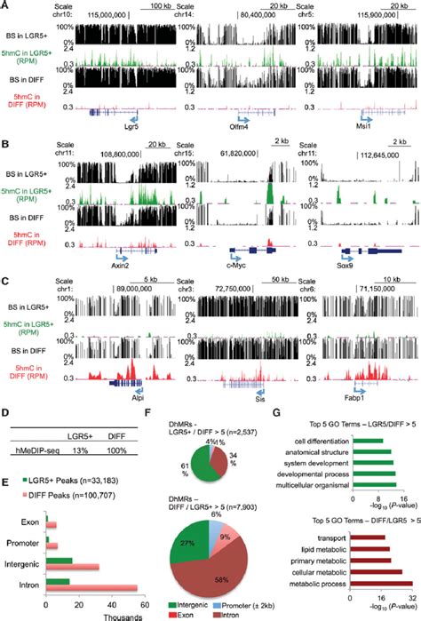 Genome Wide Distribution Of 5hmC And Its Dynamics A C Screenshots